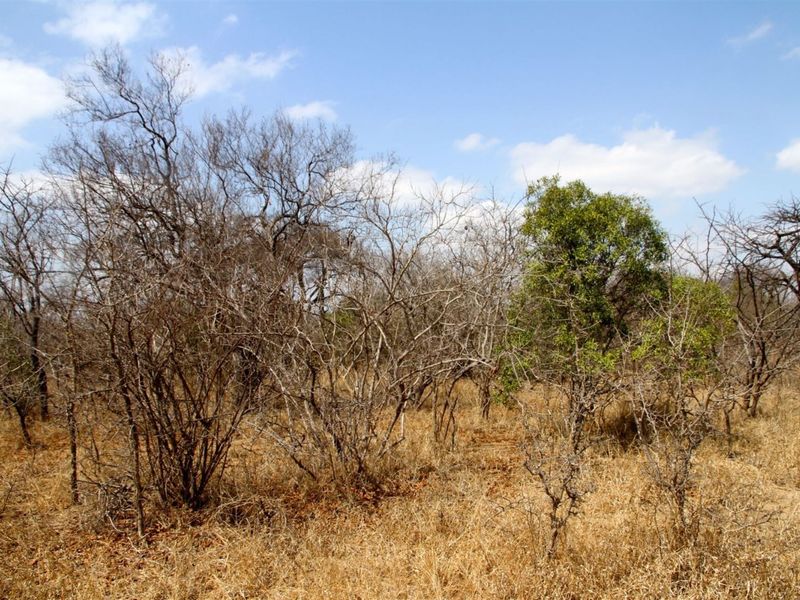 Vacant Land in MODITLO NATURE RESERVE - Photo 5