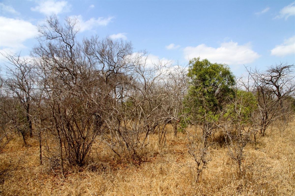 Vacant Land in MODITLO NATURE RESERVE - Photo 5