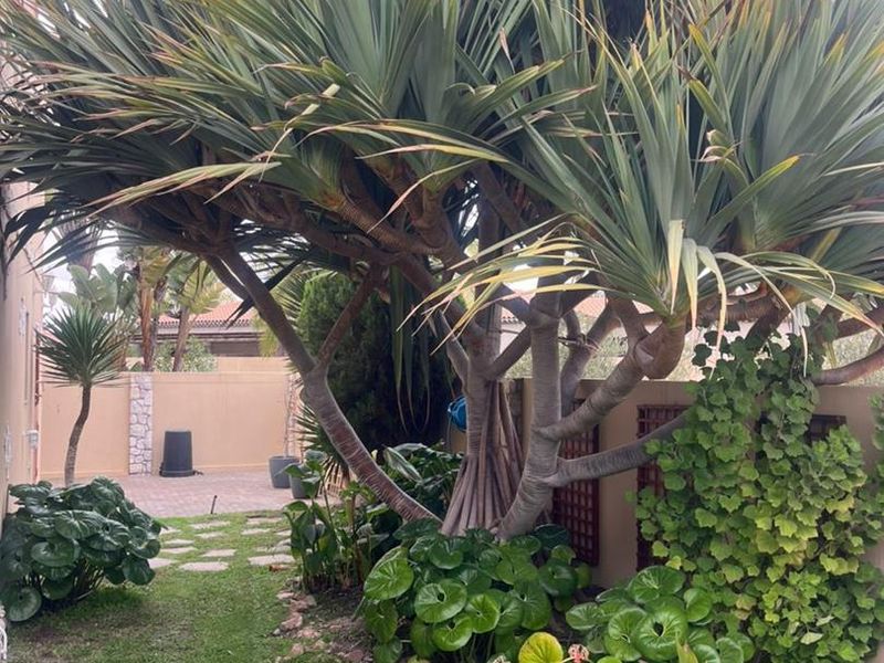 A well-established garden area featuring mature trees, lush ground cover, and a paved pathway leading along the property boundary wall.