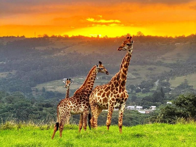 Magnificent 5-Bedroom Thatched Villa in Phezulu Safari Estate - Photo 6