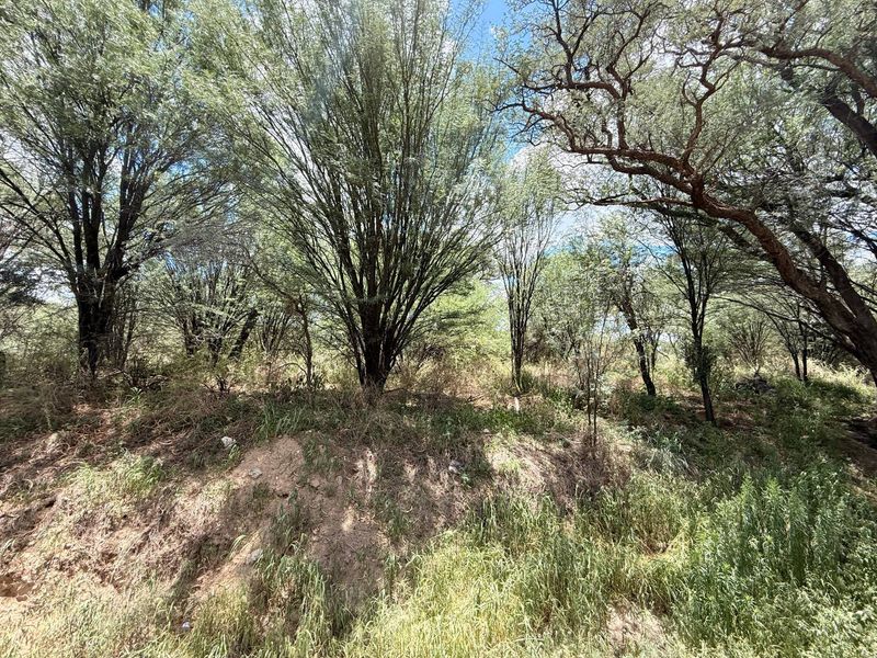A view of the natural landscape featuring mature trees and native vegetation on the vacant residential property.