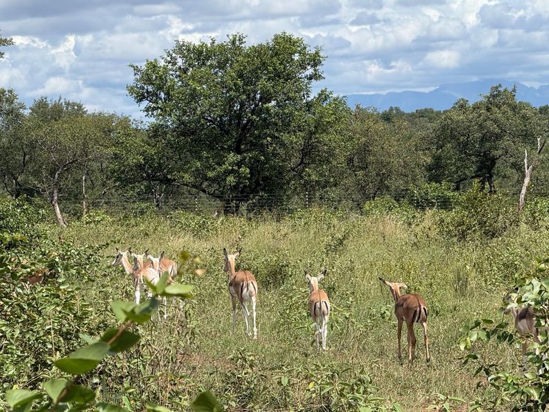731ha Elite Game Breeding Operation | Gravelotte-Hoedspruit - Photo 9