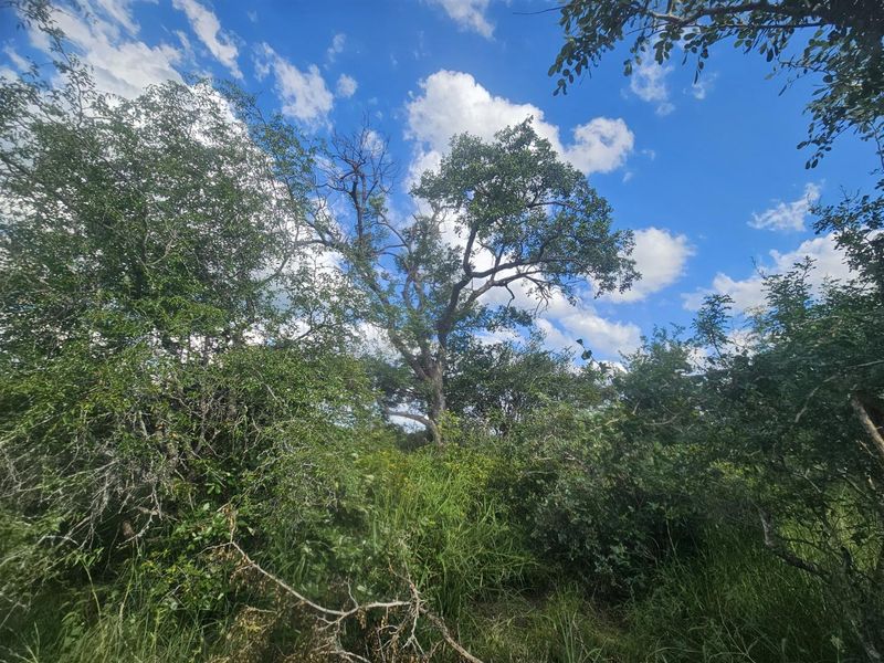 Riverfront stand on Moditlo Wildlife Estate - Photo 10