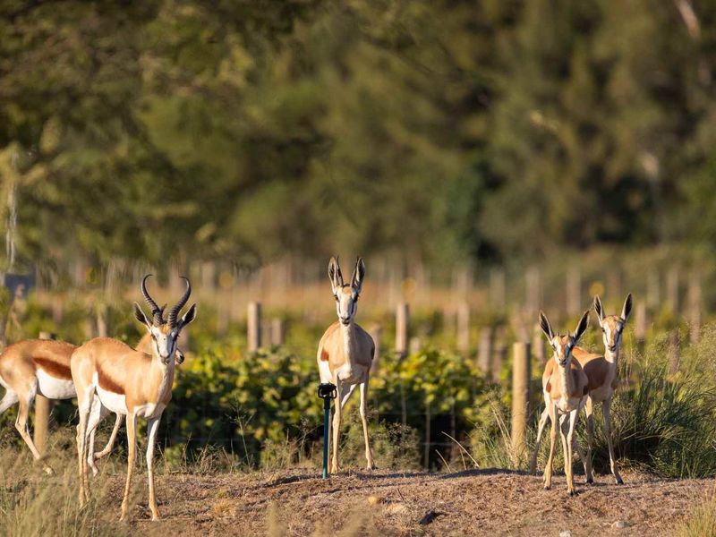 A Winelands Canvas with Iconic Mountain Views at Paarl Valleij Lifestyle Estate & Farm - Photo 8