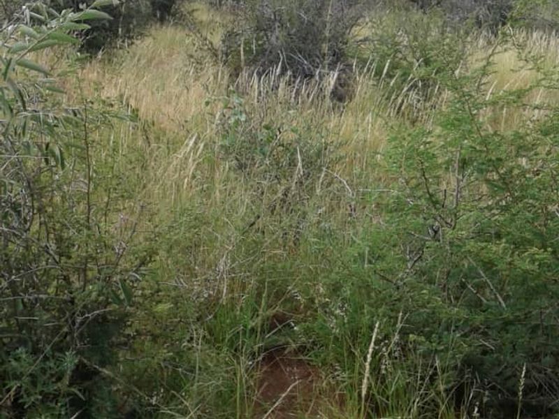 A view of the natural farm landscape featuring native grasses and indigenous shrubs.