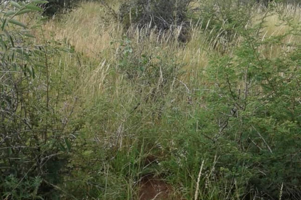 A view of the natural farm landscape featuring native grasses and indigenous shrubs.