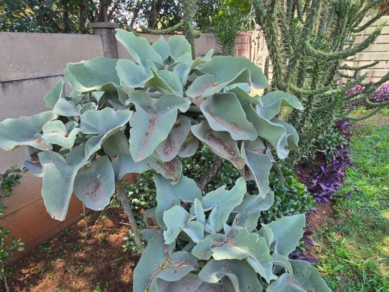 A view of the garden area featuring established succulent plants and a perimeter boundary wall.