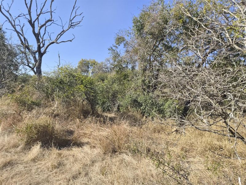 A view of the natural, undeveloped landscape featuring mature trees and native vegetation on the residential land.