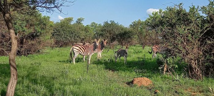 Property #2514138, Farm For Sale in Kameelfontein