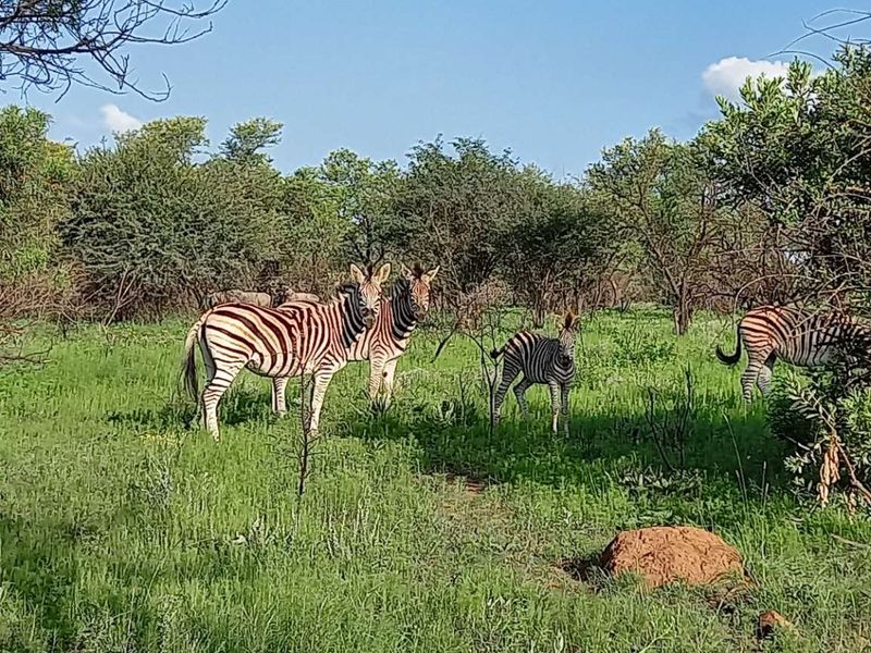 BUSVELD 4.2 HA VACANT LAND FOR SALE  - NO FARMING -R1 170 000 - Photo 1