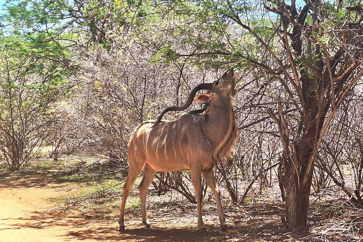 Leeupoort: Secure, Scenic, and Serene - 400m2 stand Awaits - Photo 3