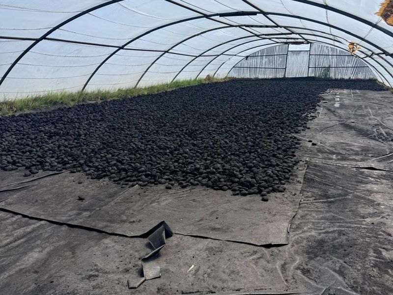 A large agricultural poly-tunnel structure used for drying or processing, featuring a metal frame and ground cover membrane.