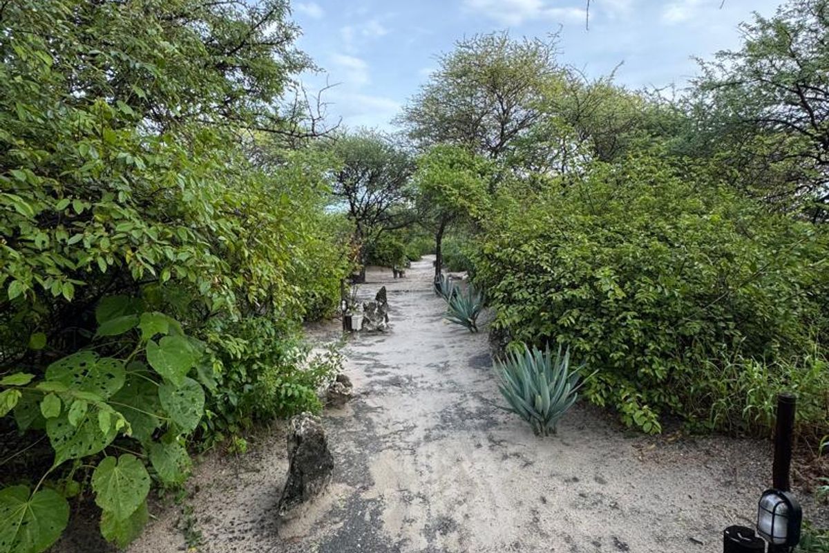 A natural sandy pathway winding through established trees and shrubs on the farm property.
