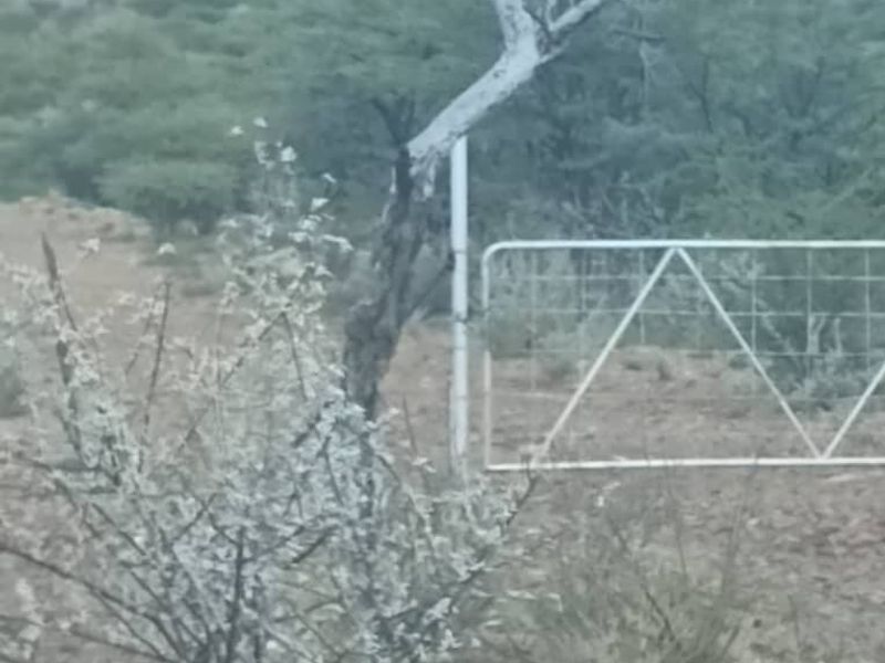 5 HECTARES FARM STYLE PLOT FOR SALE- FARM NARUXHAS - Photo 8