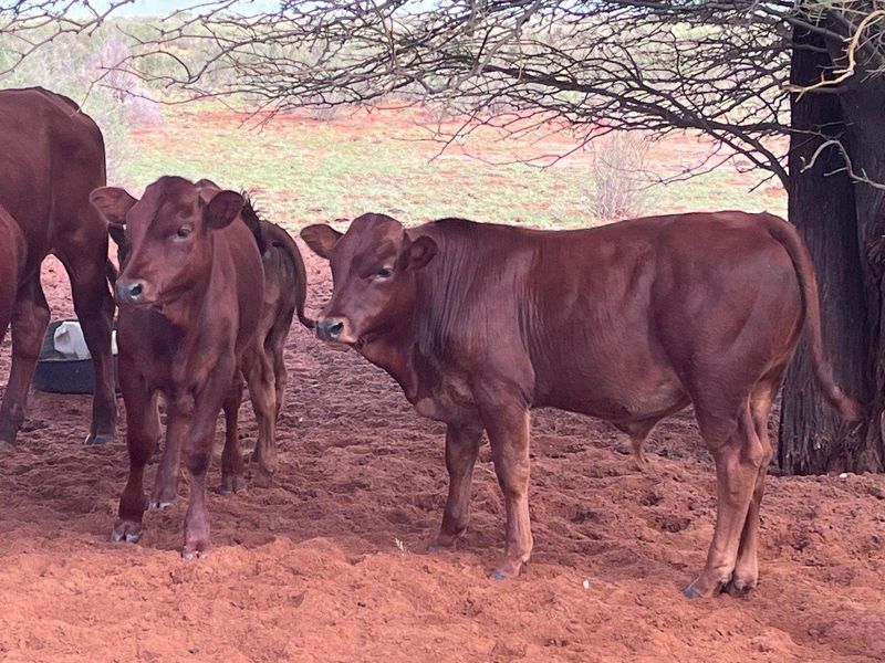 Farm close to Aroab - Photo 6