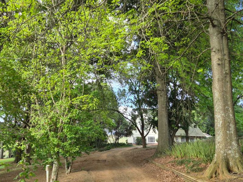 A scenic view of a dirt driveway leading towards the front facade of a house, surrounded by mature trees and established garden landscaping.