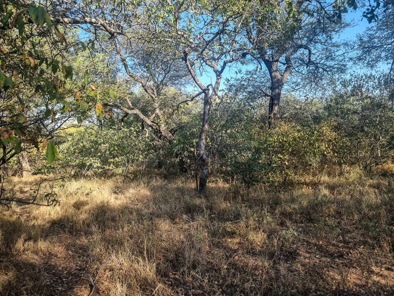 Stand with Bushveld views. - Photo 2