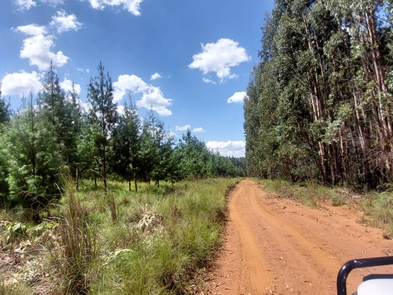 1489 Hectare of Prime Plantation and Mixed Farming for Sale in the Highlands of Belfast Mpumalanga - Photo 7