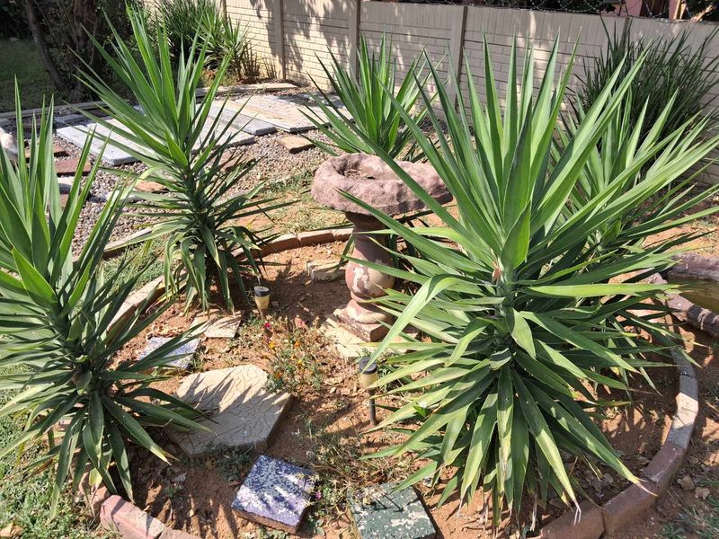 3 Bedroom House For Sale in Vanderbijlpark SE6 - Photo 4