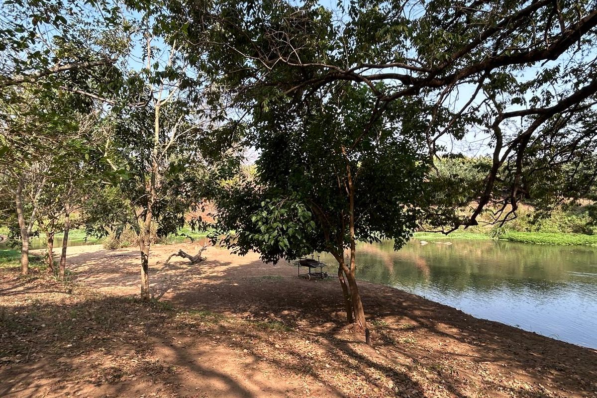Prime Letaba Riverfront Oasis: Productive Orchards & 2 Homesteads - Photo 5