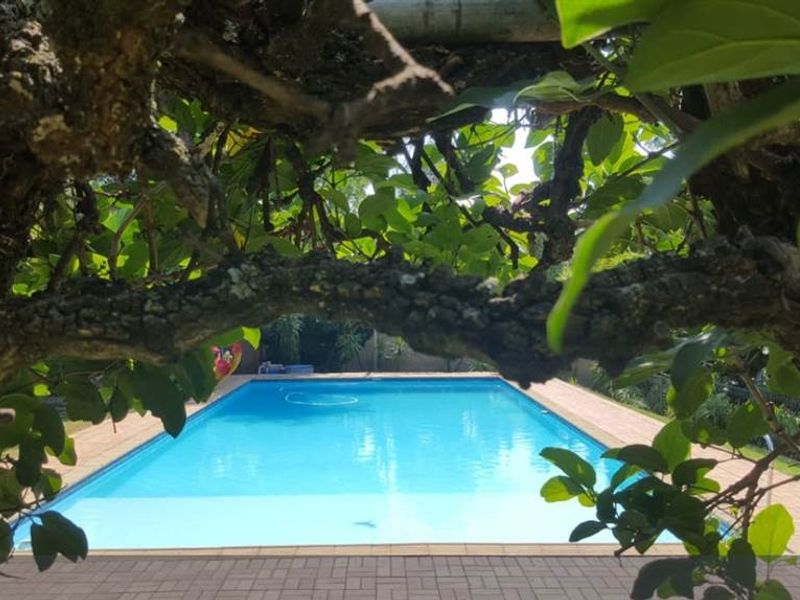 A clear swimming pool surrounded by paved decking, framed by mature tree branches in a private garden setting.