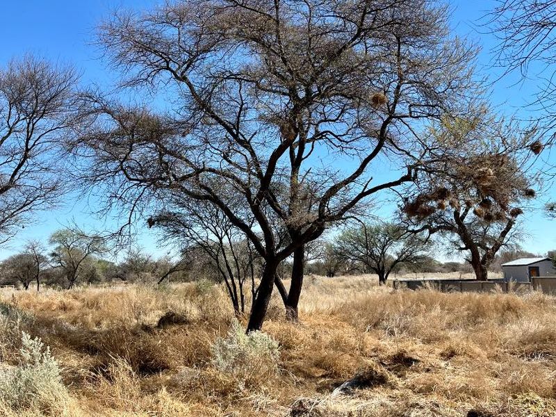 A view of a vacant residential plot featuring mature trees and dry natural vegetation under a clear blue sky.