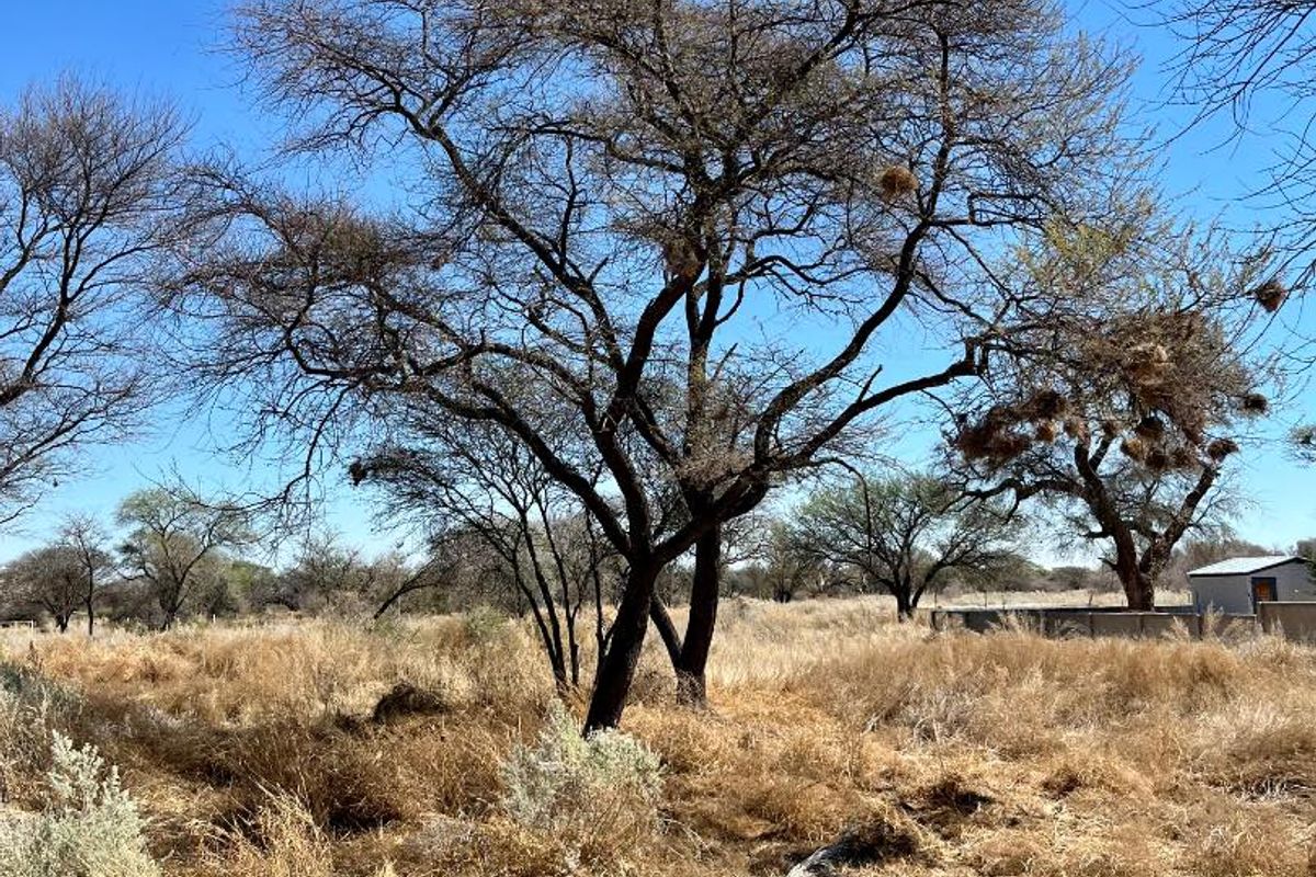 A view of a vacant residential plot featuring mature trees and dry natural vegetation under a clear blue sky.