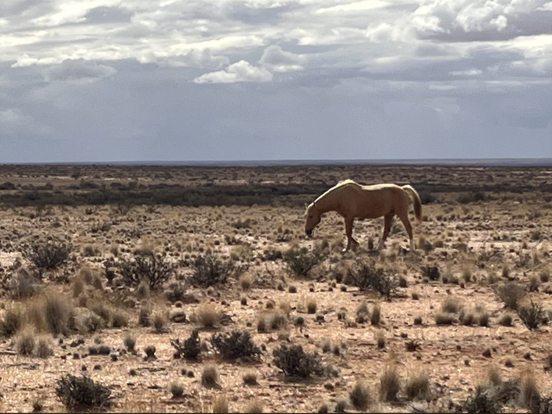 Boesmanland farm for sale near Kenhardt. - Photo 3