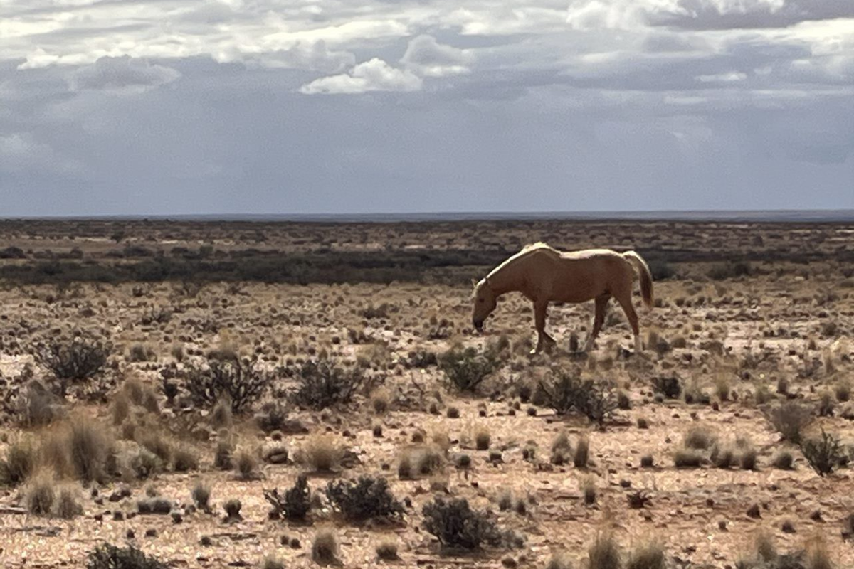 Boesmanland farm for sale near Kenhardt. - Photo 3