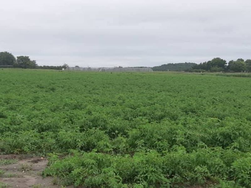 Walk in and produce in a friendly farm environment. - Photo 3