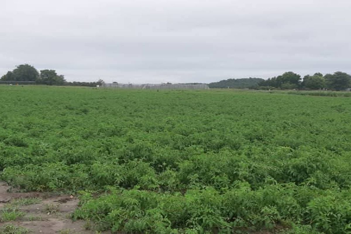 Walk in and produce in a friendly farm environment. - Photo 3