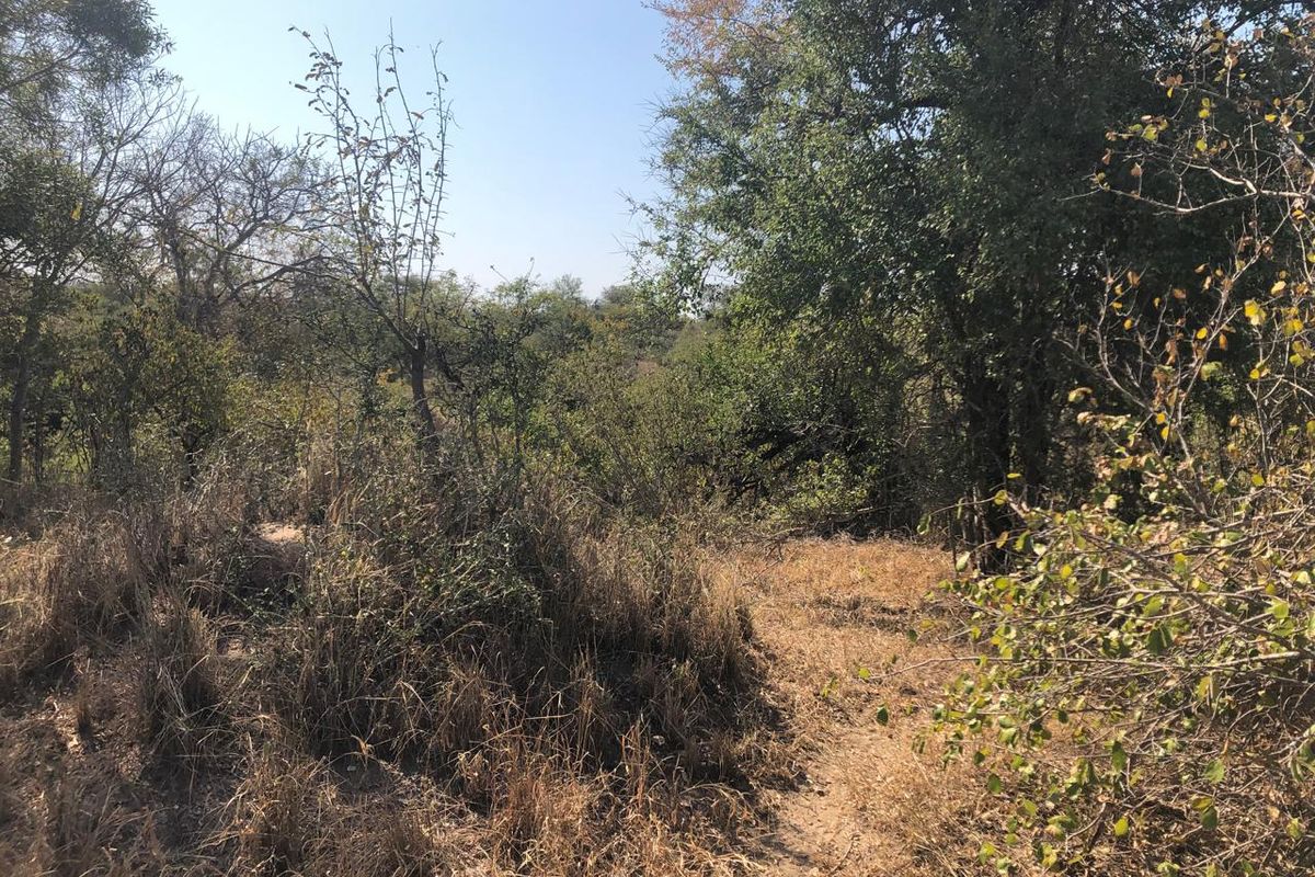 River stand on seasonal river with large indigenous trees. - Photo 2