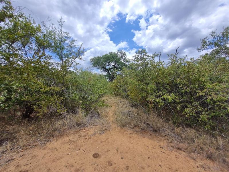 A view of the natural, undeveloped landscape featuring indigenous trees and shrubs on sandy terrain.