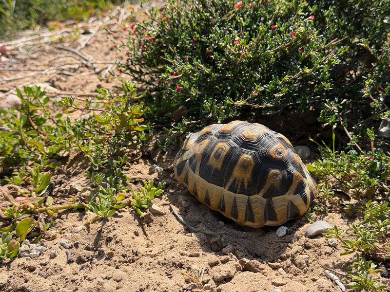 A close-up view of a tortoise in a natural, undeveloped outdoor setting on the residential land.