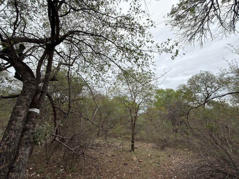 A view of the natural, undeveloped residential land featuring mature trees and native vegetation.