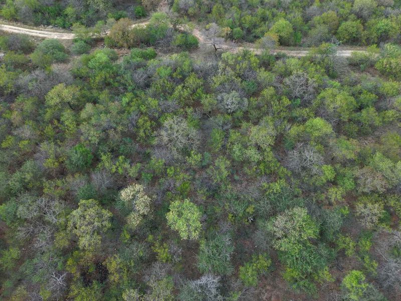 An aerial view of a vacant residential plot featuring dense native vegetation and a dirt access road.