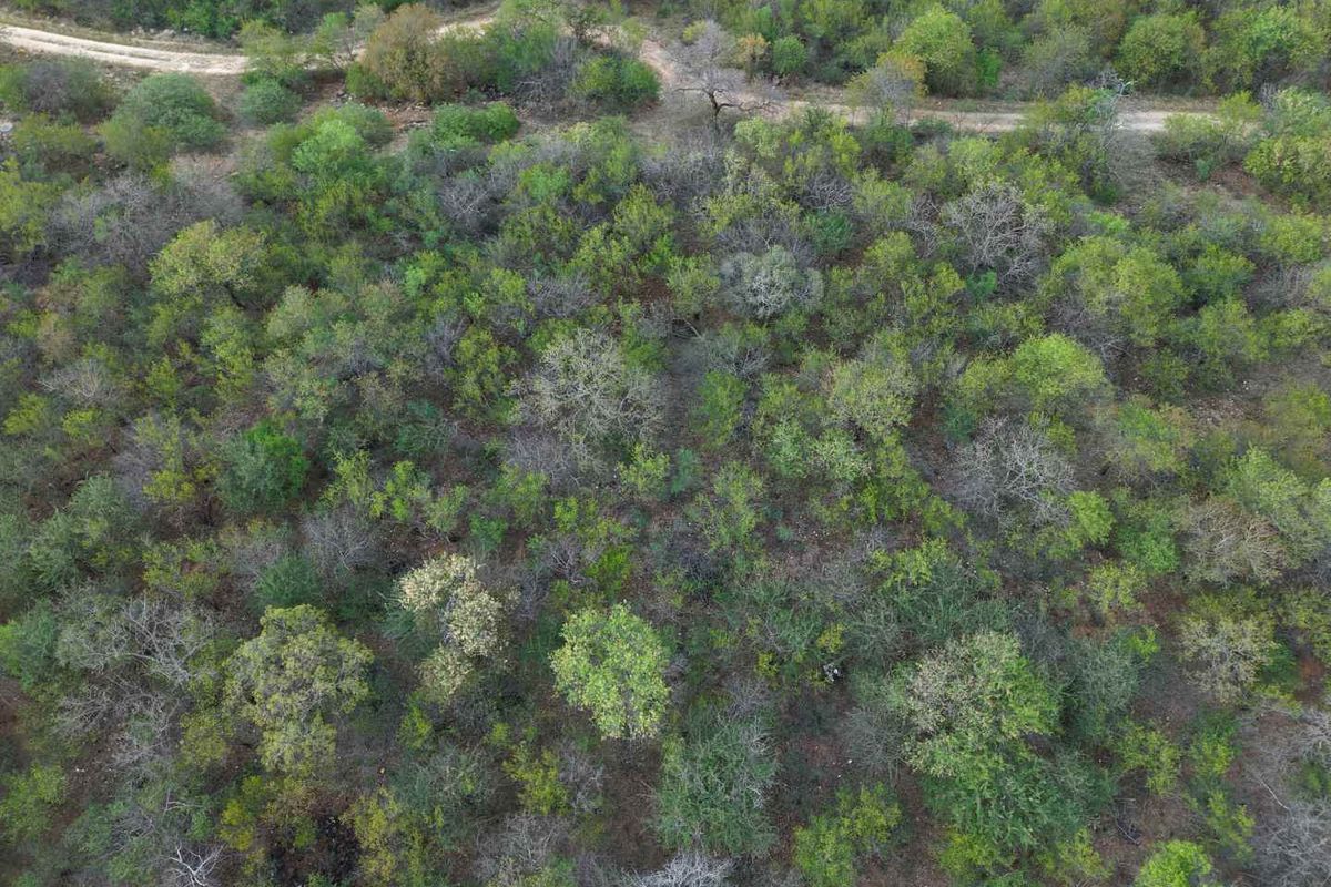 An aerial view of a vacant residential plot featuring dense native vegetation and a dirt access road.