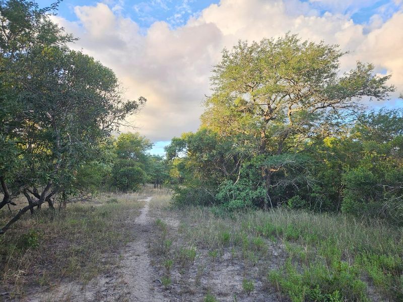 Vacant Land in MODITLO NATURE RESERVE - Photo 6