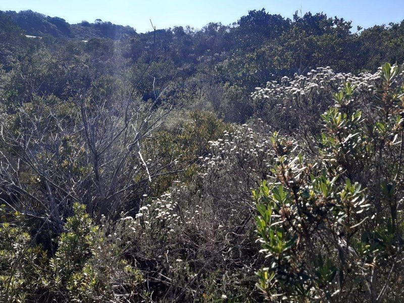 North - facing stand - Gamtoos Mouth Resort - Photo 3