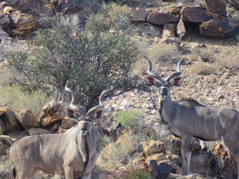 GAME FARM FOR SALE IN NOORDOEWER DISTRICT: - Photo 3