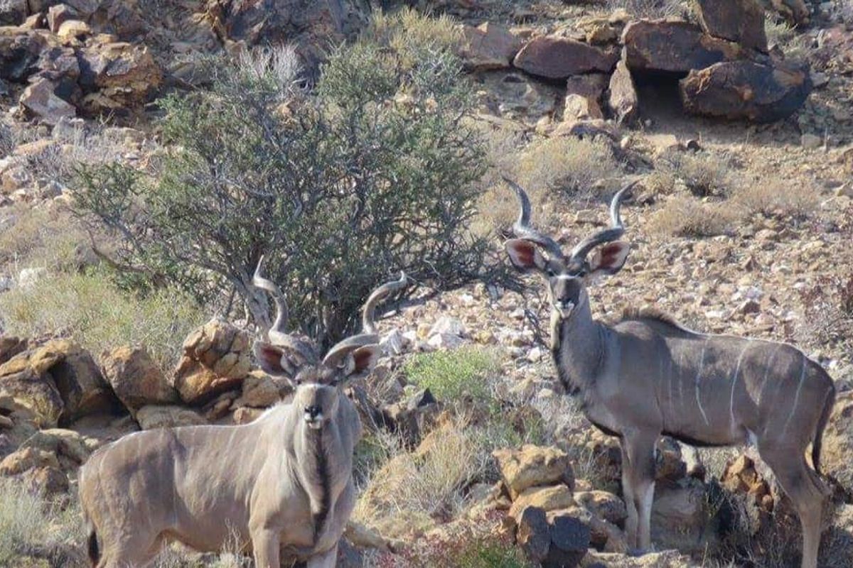 GAME FARM FOR SALE IN NOORDOEWER DISTRICT: - Photo 3