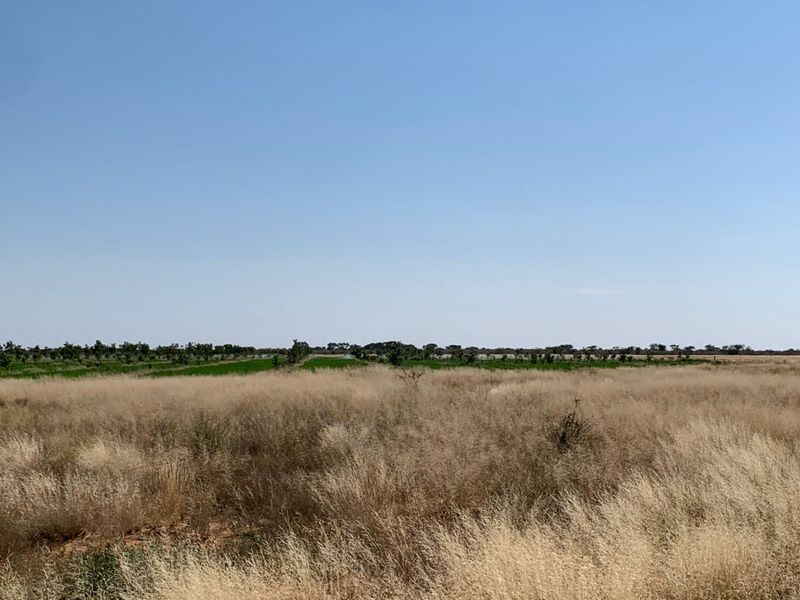 Expansive view of the farm property featuring open dry grassland and a distant cultivated orchard area under a clear blue sky.