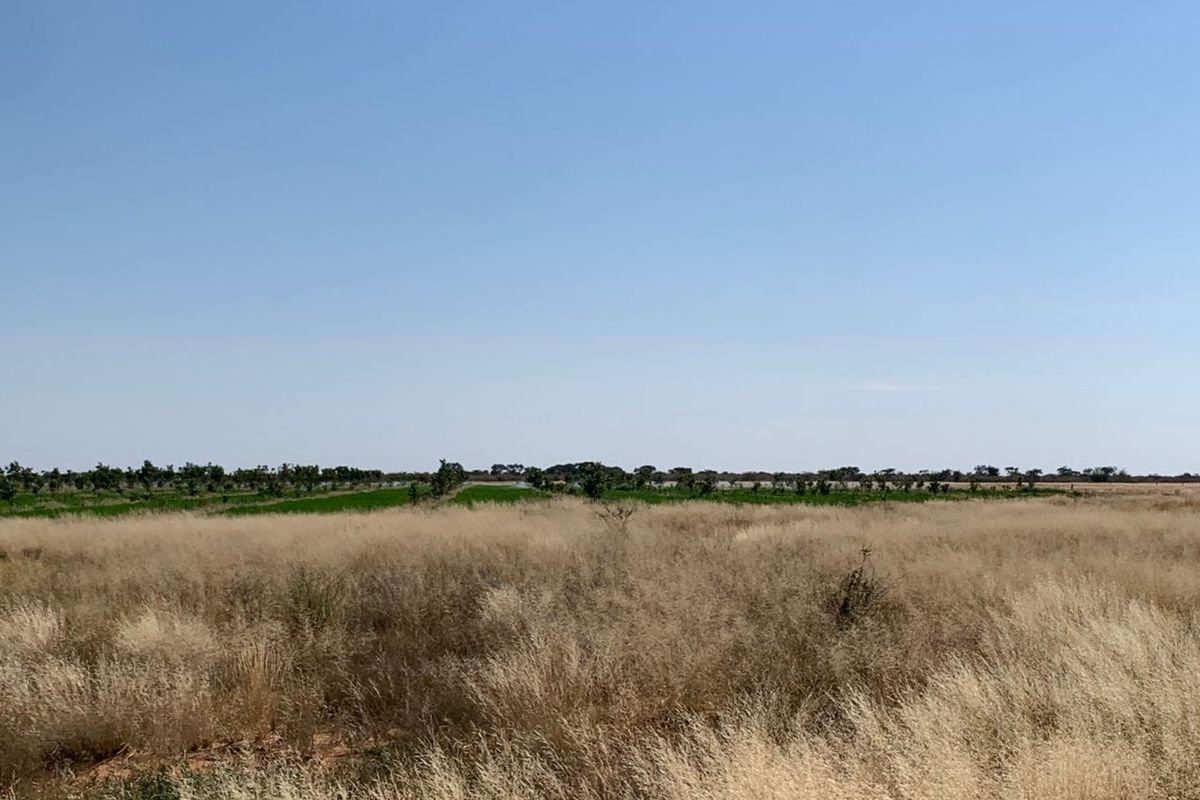 Expansive view of the farm property featuring open dry grassland and a distant cultivated orchard area under a clear blue sky.