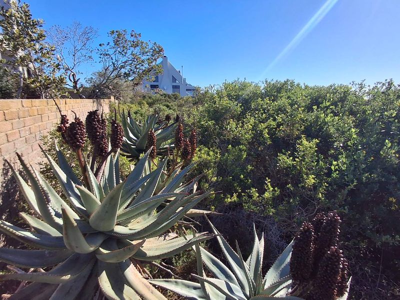 A view of a residential garden featuring established aloe plants and a brick boundary wall under a clear blue sky.
