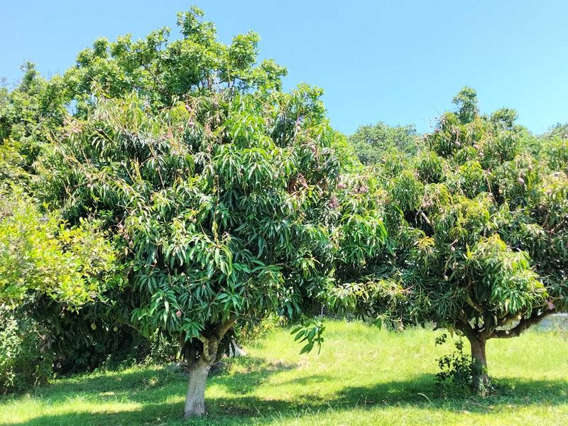 Small holding on the Clarmont road - Photo 3