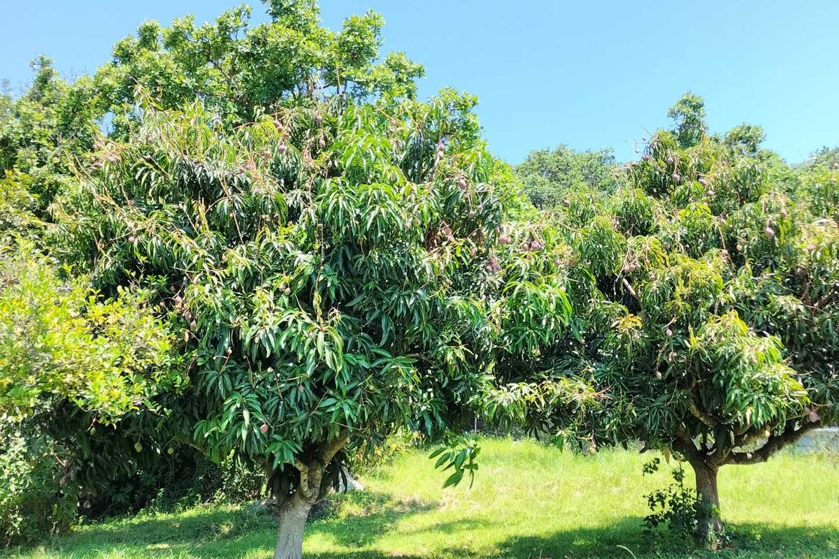 Small holding on the Clarmont road - Photo 3