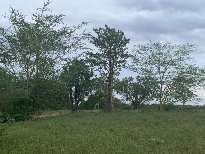 **Commercial Property on the Banks of the Olifants River for sale** - Photo 2