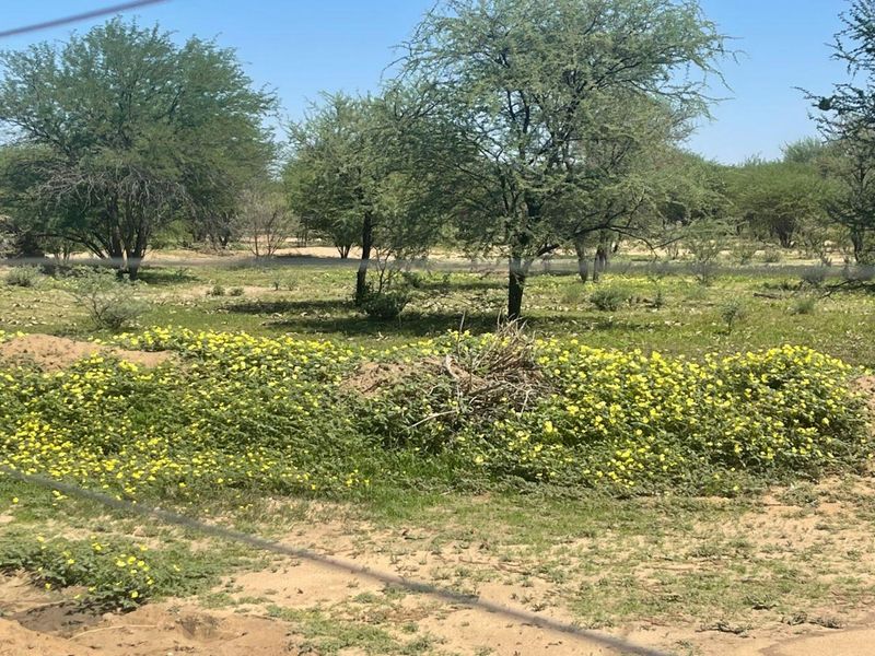 A view of the natural farm landscape featuring indigenous trees, wild yellow flowers, and sandy ground, enclosed by a wire fence.