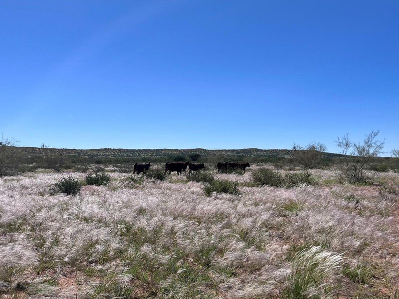 Farm close to Aroab - Photo 4