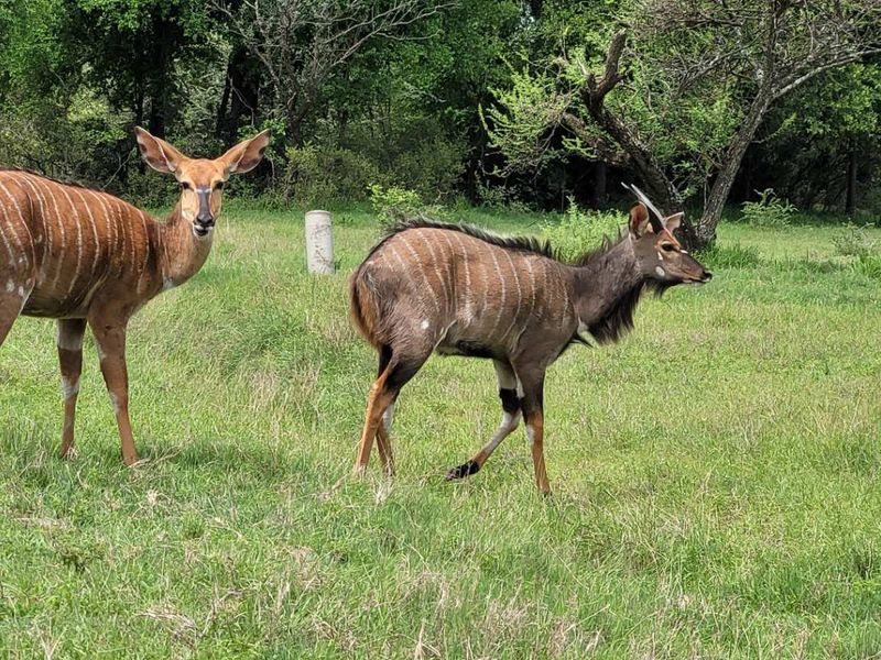Leeupoort: Secure, Scenic, and Serene - 400m2 stand Awaits - Photo 4